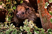 HEDGEHOG (ERINACEOUS EUROPAEUS)