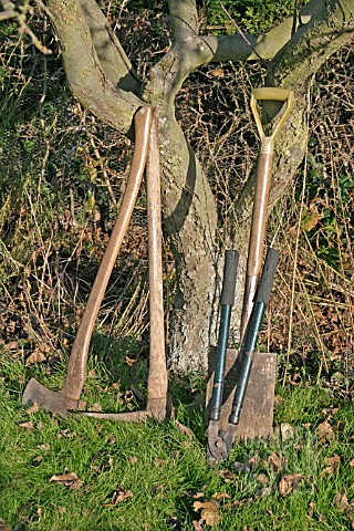 REMOVING_APPLE_TREE__SELECT_THE_TOOLS_FOR_THE_JOB