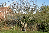 REMOVING APPLE TREE,   LARGE TREES CAN BE REMOVED WITH HAND TOOLS
