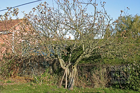 REMOVING_APPLE_TREE___LARGE_TREES_CAN_BE_REMOVED_WITH_HAND_TOOLS