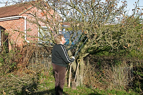 REMOVING_APPLE_TREE__START_BY_REMOVING_SMALL_BRANCHES_WITH_LOPPERS