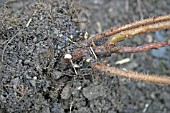 RASPBERRY CANE BUDS FORM BELOW GROUND IN EARLY SPRING