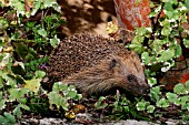 HEDGEHOG (ERINACEOUS EUROPAEUS)