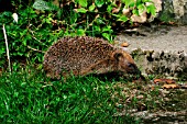 HEDGEHOG (ERINACEOUS EUROPAEUS)