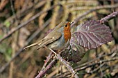 ROBIN ERITHRACUS RUBECULA PERCHED ON BRAMBLE