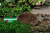 HEDGEHOG (ERINACEOUS EUROPAEUS) WITH HEAD IN DOGFOOD CAN