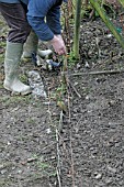 RAISED BEDS,  USE A LINE TO SET THE FRONT OF THE BEDS