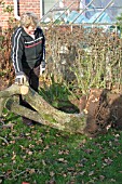 REMOVING APPLE TREE    TRUNK AND STUMP OUT OF GROUND