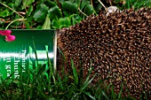 HEDGEHOG (ERINACEOUS EUROPAEUS) WITH HEAD IN DOGFOOD CAN