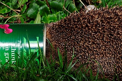 HEDGEHOG_ERINACEOUS_EUROPAEUS_WITH_HEAD_IN_DOGFOOD_CAN