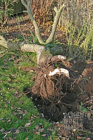 REMOVING_APPLE_TREE_TRUNK_AND_STUMP_OUT_OF_GROUND