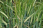 BARLEY (SPIRE) CLOSE UP OF RIPENING EARS