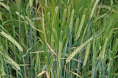 BARLEY_SPIRE_CLOSE_UP_OF_RIPENING_EARS