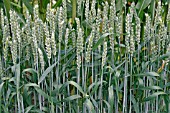 TRITICUM AESTIVUM,  WHEAT (TYBALT) CLOSE UP OF RIPENING EARS