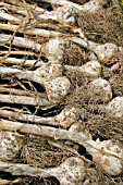 GARLIC (SOLENT WIGHT) DRYING IN TRAY