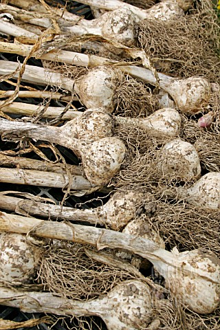GARLIC_SOLENT_WIGHT_DRYING_IN_TRAY
