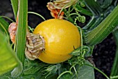 COURGETTE (ONEBELL) MATURING ON PLANT