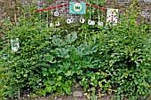 CHILDRENS GARDEN IN MID SUMMER