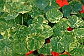 VIRAL DISEASE ON NASTURTIUM PROBABLY CAUSED BY TURNIP MOZAIC VIRUS