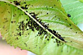 CHERRY APHID,  MYZUS CERASI,  ON UNDERSIDE OF LEAF