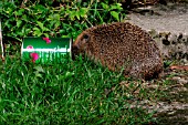 HEDGEHOG (ERINACEOUS EUROPAEUS) WITH HEAD IN DOGFOOD CAN