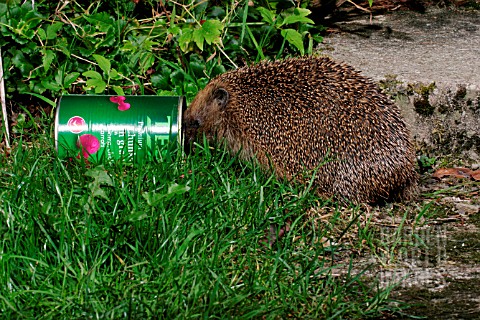 HEDGEHOG_ERINACEOUS_EUROPAEUS_WITH_HEAD_IN_DOGFOOD_CAN