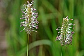 PHLEUM PRATENSE,  TIMOTHY GRASS