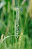 PHLEUM PRATENSE,  TIMOTHY GRASS