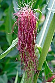 SWEETCORN (BLACK AZTEC) CLOSE UP OF MATURING COB