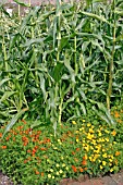 COMPANION PLANTING, SWEETCORN WITH TAGETES
