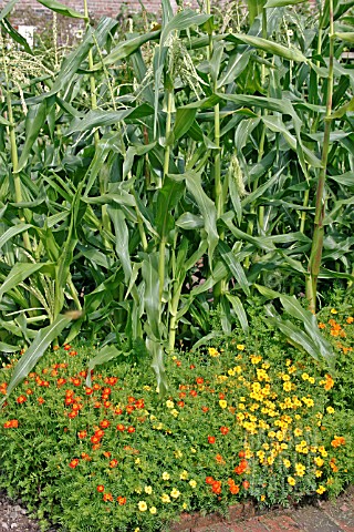 COMPANION_PLANTING_SWEETCORN_WITH_TAGETES