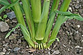 SWEETCORN DEVELOPS ROOTS AT OR ABOVE SOIL LEVEL TO AID STABILITY