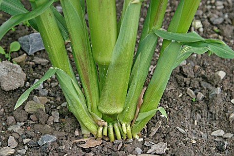 SWEETCORN_DEVELOPS_ROOTS_AT_OR_ABOVE_SOIL_LEVEL_TO_AID_STABILITY