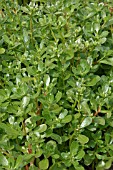 PORTULACA OLERACEA,  PURSLANE