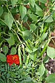 CHILLI PEPPER,  PODS FORMING ON PLANT