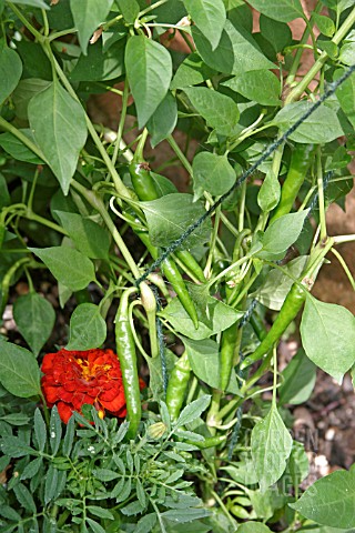CHILLI_PEPPER__PODS_FORMING_ON_PLANT