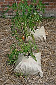 TOMATOES GROWING IN GROWBAGS,  ON BED OF STRAW