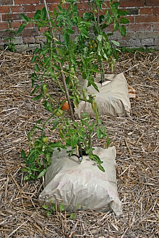 TOMATOES_GROWING_IN_GROWBAGS__ON_BED_OF_STRAW