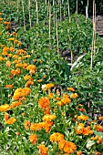 COMPANION PLANTING,  TOMATOES WITH MARIGOLDS