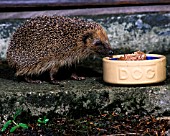 HEDGEHOG (ERINACEOUS EUROPAEUS)  EATING DOG FOOD