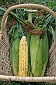 SWEETCORN,  RIPE COBS IN BASKET