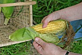 SWEETCORN,  STRIPPING HUSK FROM COBS