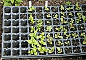 MODULE TRAYS CAN BE USED TO GROW DIFFERENT VARIETIES OF PLANTS AT THE SAME TIME.