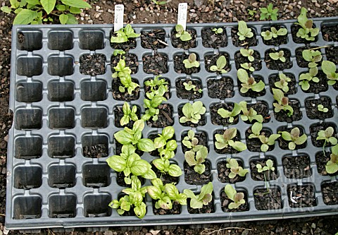MODULE_TRAYS_CAN_BE_USED_TO_GROW_DIFFERENT_VARIETIES_OF_PLANTS_AT_THE_SAME_TIME