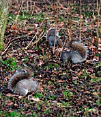 GREY SQUIRREL (SCIURUS CAROLINENSIS)