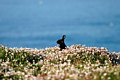 BLACK RABBIT (ORYTOLAGUS CUNICULUS)