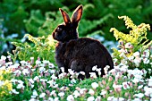 BLACK RABBIT (ORYTOLAGUS CUNICULUS)