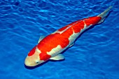 KOI KOHAKU,  SWIMMING