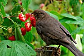 BLACKBIRD,  TURDUS MERULA,  FEMALE EATING RASPBERRY