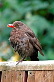 BLACKBIRD,  TURDUS MERULA,  FEMALE PICKING RASPBERRY